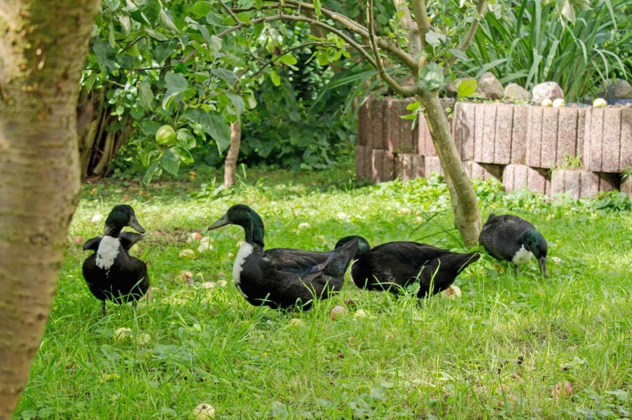 Ferienwohnungen Auf Dem Pommernhof ザムテンス エクステリア 写真