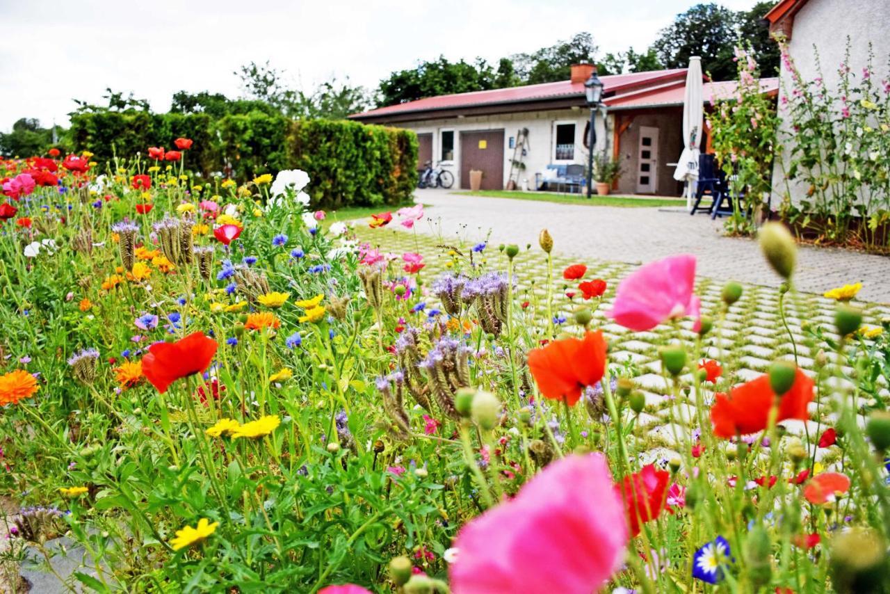 Ferienwohnungen Auf Dem Pommernhof ザムテンス エクステリア 写真