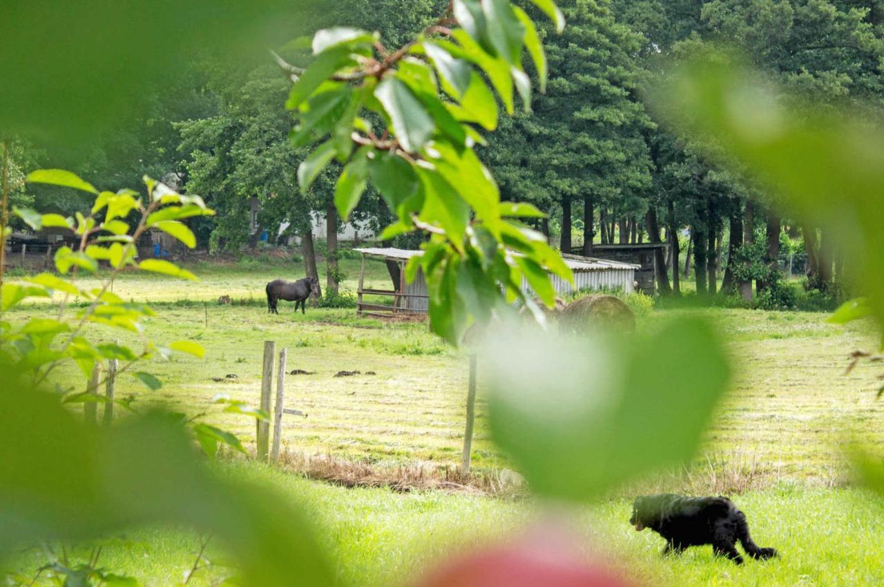 Ferienwohnungen Auf Dem Pommernhof ザムテンス エクステリア 写真